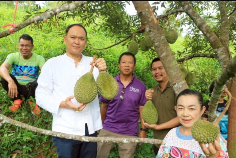 พังงา-หรอยจริง ทุเรียนมูซานคิงอารมณ์ดีปลอดสารเคมีสวนรวยชัย ตัดมีดแรกแล้ว พร้อมเปิดสวนต้อนรับคอทุเรียน