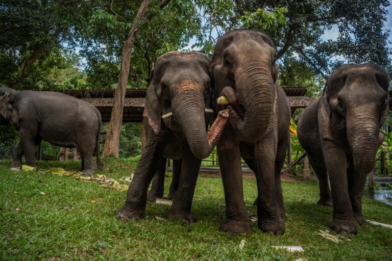 ตามรอยเท้าช้าง ที่ Elephant Forest พิษณุโลก  ปางช้างที่ขับเคลื่อนด้วยหัวใจ ของหญิงแกร่ง “ศิรอาภา ศิริวิริยะกุล”